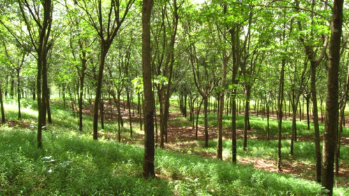 Kampong Cham Economy